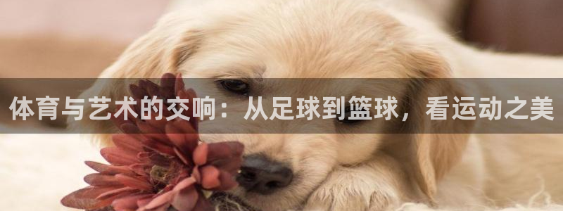 vsport体育官网下载平台是正规平台吗:体育与艺术的交响: